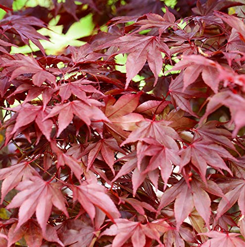Fächerahorn Fireglow 40-60cm - Acer palmatum - lebende Gartenpflanze aus den Baumschulen