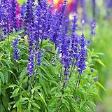 1200+ Perennial Sage Seeds for Planting Outdoor-Annual Salvia Farinacea Wild Flower Garden Home Plant Non-GMO