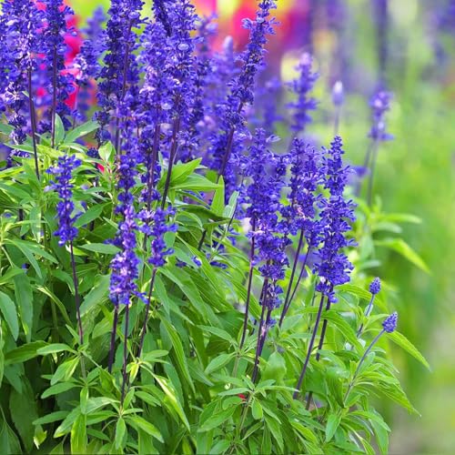 1200+ Perennial Sage Seeds for Planting Outdoor-Annual Salvia Farinacea Wild Flower Garden Home Plant Non-GMO