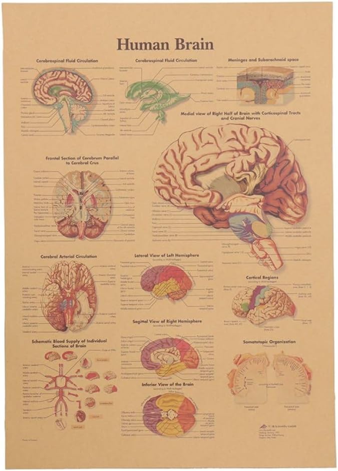 HiyyFloy Anatomical Kraft Paper Poster Learning Human Brain Anatomy ...