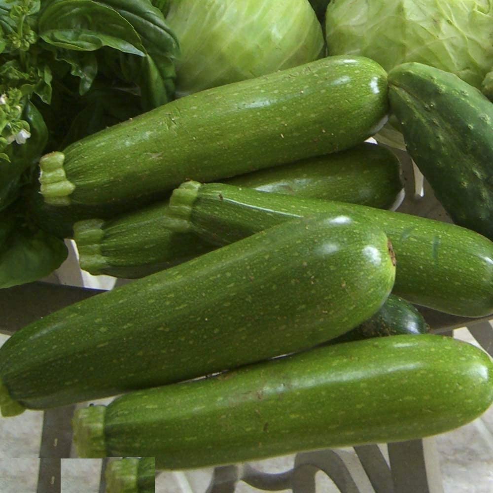 Zucchini Seeds for Home & Terrace Gardening | Indoor & Outdoor Vegetable Seeds - Pack of 1: 20 Seeds-picture-10