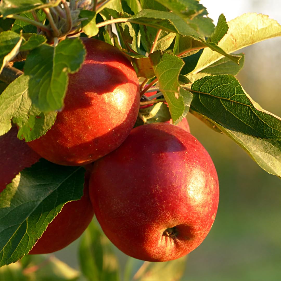 Pommier Rouge Chief – Arbre Fruitier En Pot 20L – Hauteur Max 170 Cm – 2 Ans – Plante Prête à Produire