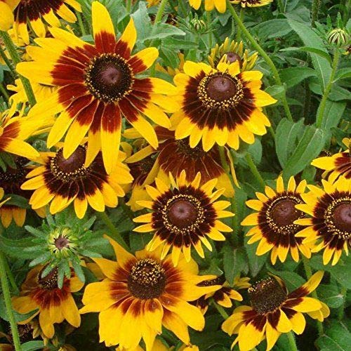 50 semi di semi di semi di semi di semi di econica