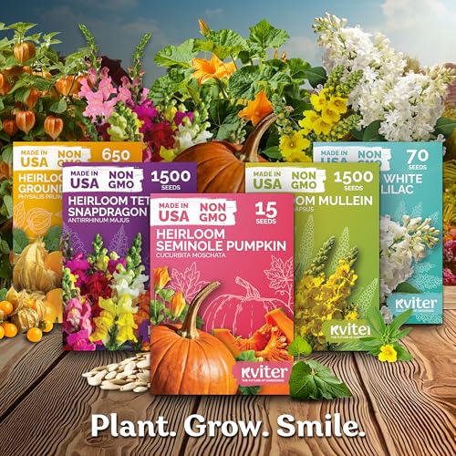 image for KVITER 50 English Telegraph Cucumber Seeds (Cucumis sativus) - English