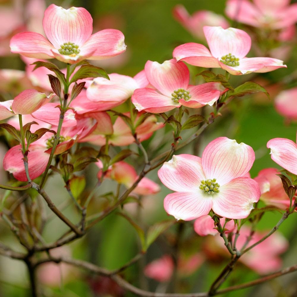 Brighter Blooms - Cherokee Brave Dogwood Tree, 3-4 ft. - No Shipping to AK, AZ, FL, HI