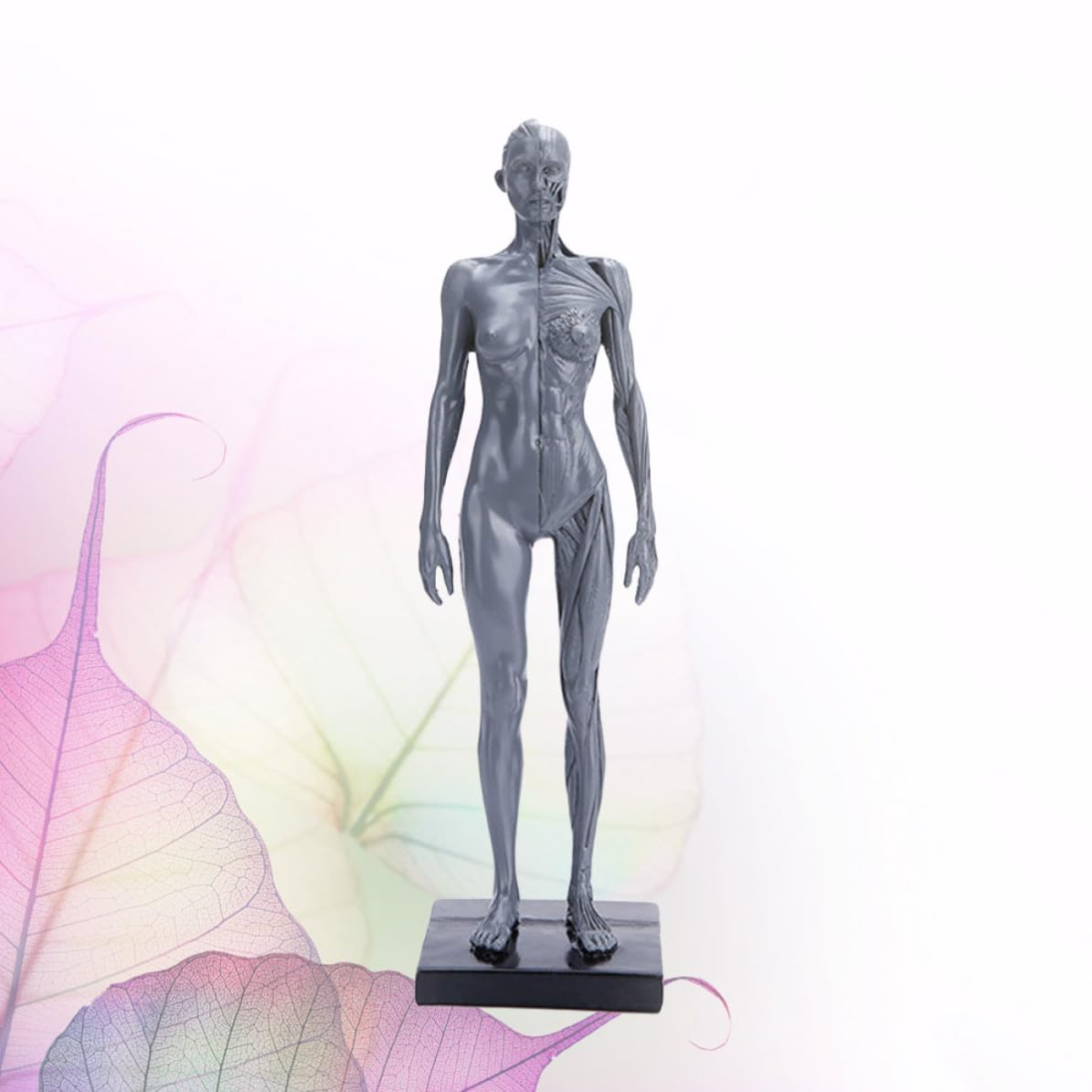 HEMOTON Modèle Anatomique Musculaire en Résine Haute Précision pour Enseignement, Accessoire Éducatif du Corps Humain pour Activités Célébratives