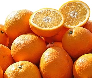 訳あり 伊予柑 約4kg / 8kg 浜のみかん屋 直送 愛媛県 西予市 (約8kg：中・大玉（2L〜4L）)