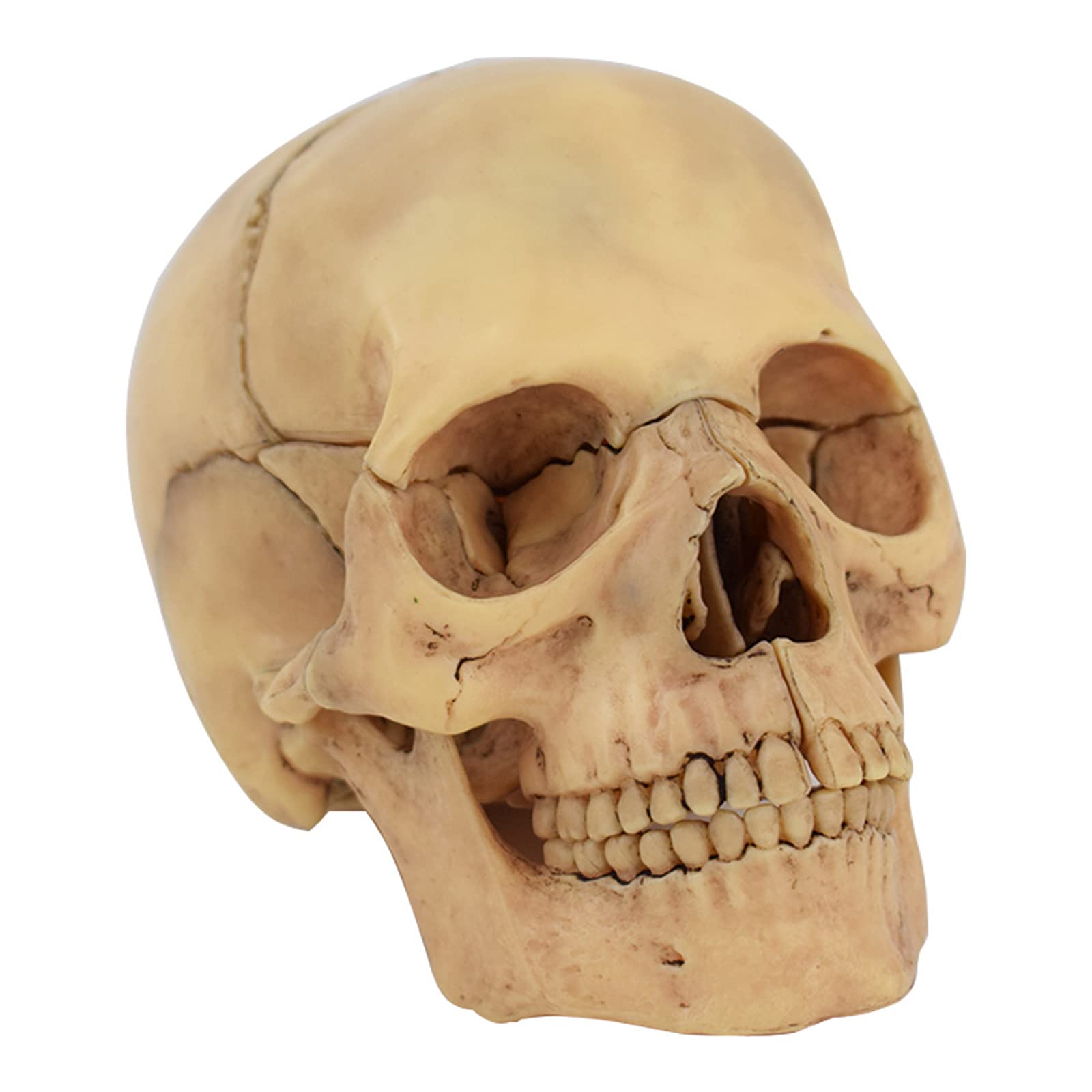 WSXKA Small Human Skull Model, Life Size Replica with Removable 15 Part for Medical Student Human Anatomy Study Course for Educational Study and Display