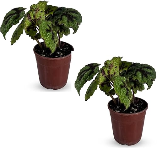 LEAL PLANTS ECUADOR Begonia Cruz de Hierro, paquete de 2 unidades, Begonia de hojas pintadas para decoración, impresionante planta de follaje,