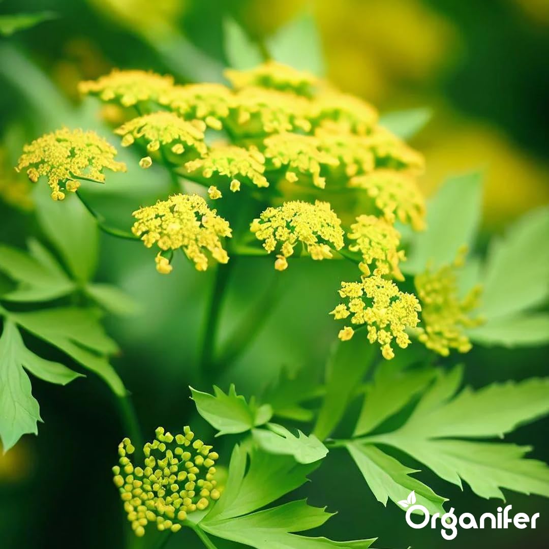 Liebstöckel Flüssigdünger 10L – Organischer Flüssig-Pflanzendünger für große Kräuterbeete, Garten und Hochbeet – Organifer