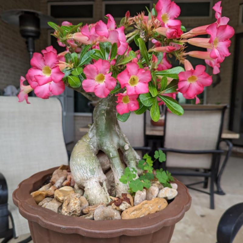Can Desert Roses Be Planted Directly Into The Garden
