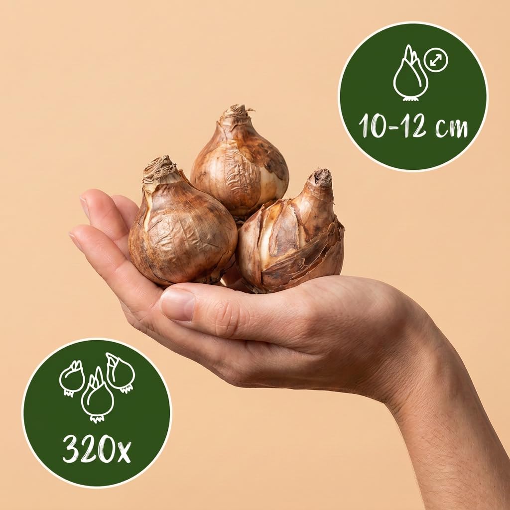 Green boutiQ - 320x Narcissus Yellow - Narcisse jaune - Jaune - Floraison printanière - Calibre 10/12