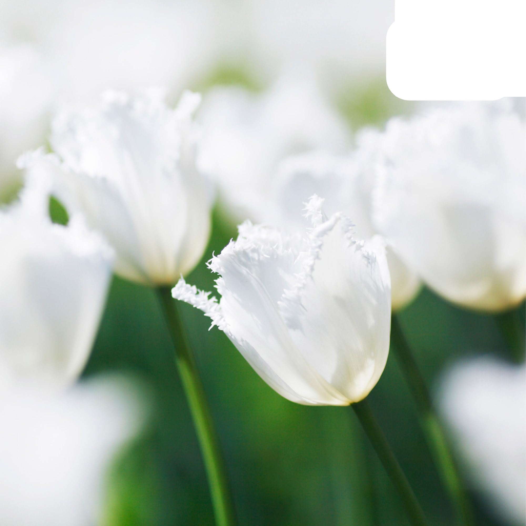 Bombillas Tulipán Luna de Miel | 20 Piezas - Tulipán Blanco Dentado - 30-50cm - Ø5cm - bulbo de flor - Planta de jardín