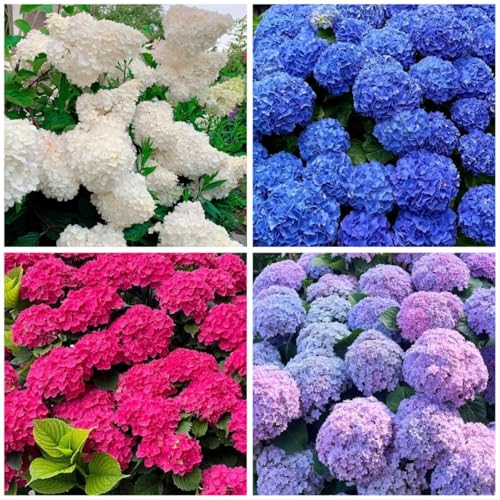 150+ Hydrangea Seeds - Mixed Color Perennial Flowers (Blue Pink Red & White) for Garden Landscape & Wedding Decor Hardy Non-GMO Heirloom Seed for Outdoor Planting & Potted Plants