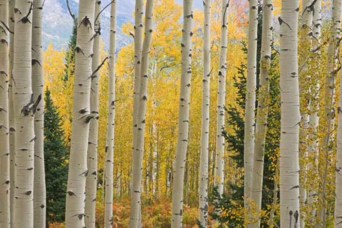 Quaking Aspen Tree - 24-36" Tall Live Plant - 2-3 Foot Tall Fast-Growing Native Landscape Tree - Populus tremuloides