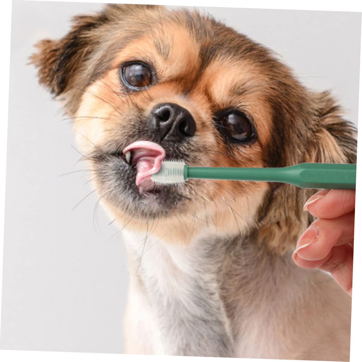 minkissy 12 Pièces Brosse À Dents Brosse De Nettoyage Pour Animaux De Compagnie Dents Pour Animaux Dissolvant De Plaque Brosse Pour Chaton Outil De Nettoyage Des Dents Pour De