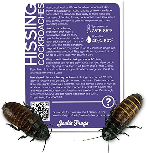 Josh's Frogs Madagascar Hissing Cockroach SEXED Pair (Gromphadorhina portentosa)