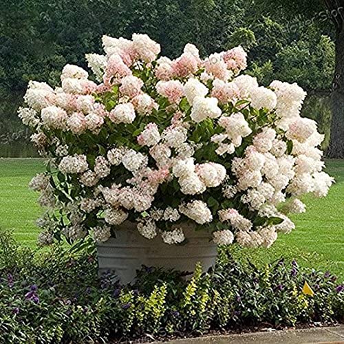 Haloppe 50 stks Aardbei Hortensia Bloemen Planten Zaden voor Thuis Tuin Planten, Hortensia Zaad Bloem Zaad Hortensia Zaden - Afbeelding 4