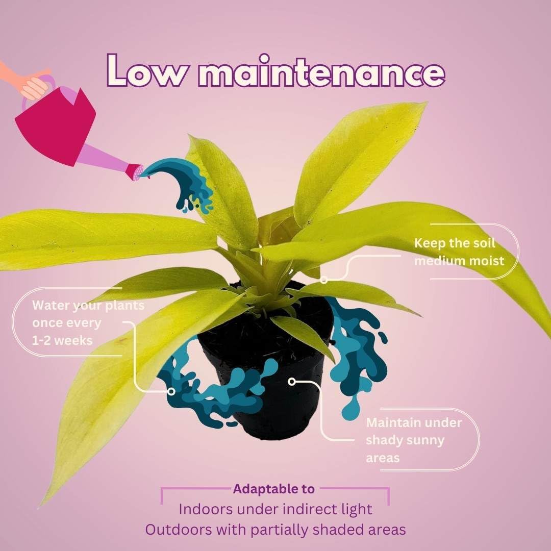 BubbleBlooms Rare Philodendron Assortment, 2 inch Set of 3, Very Rare Philo Set Growers Choice, tortum, Snowdrift, billietiae, White Princess