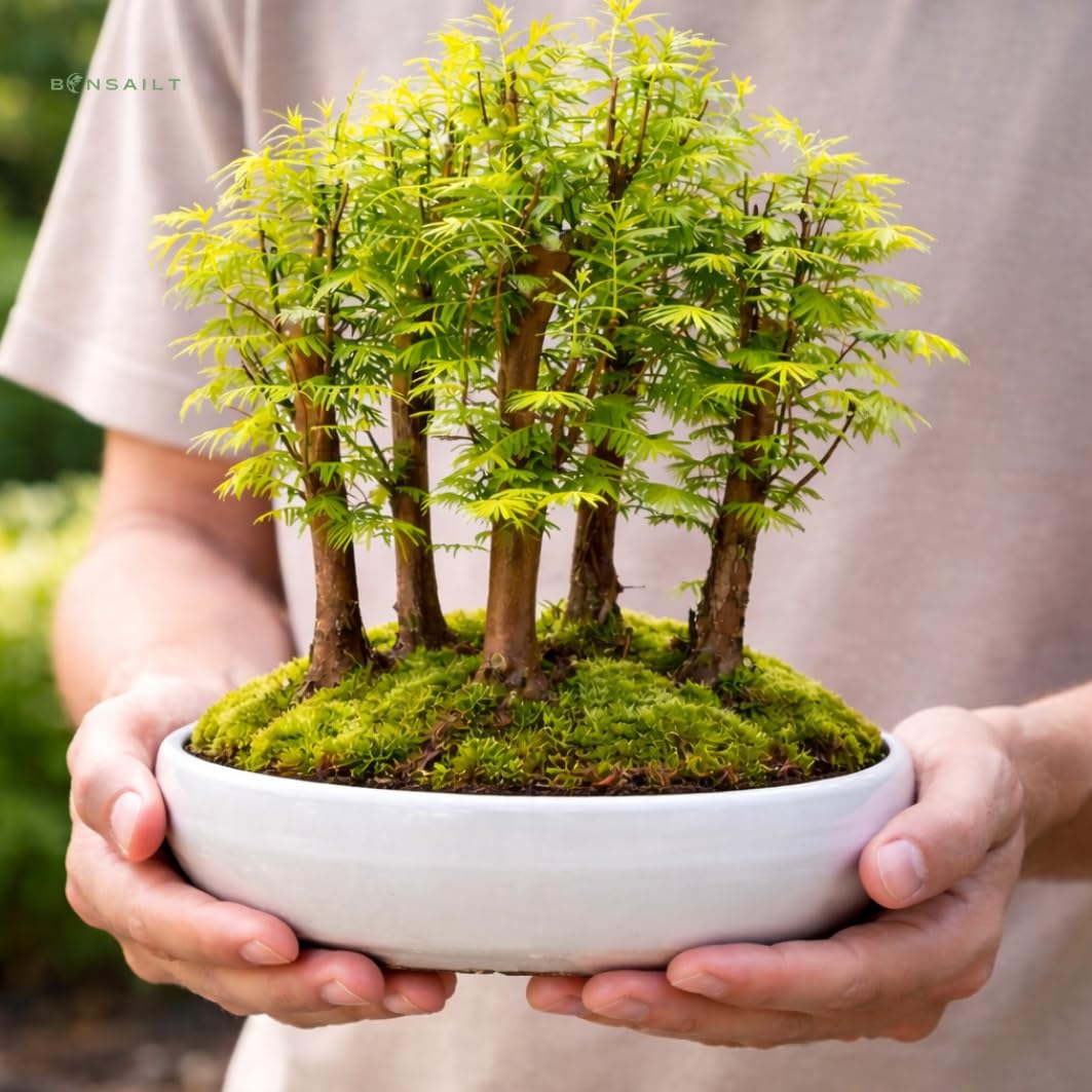 Bonsai Metasequoia Wald – Urweltmammutbaum in 26 cm Schale – Outdoor Baum – Einzigartiges Geschenk für Garten & Pflanzenliebhaber