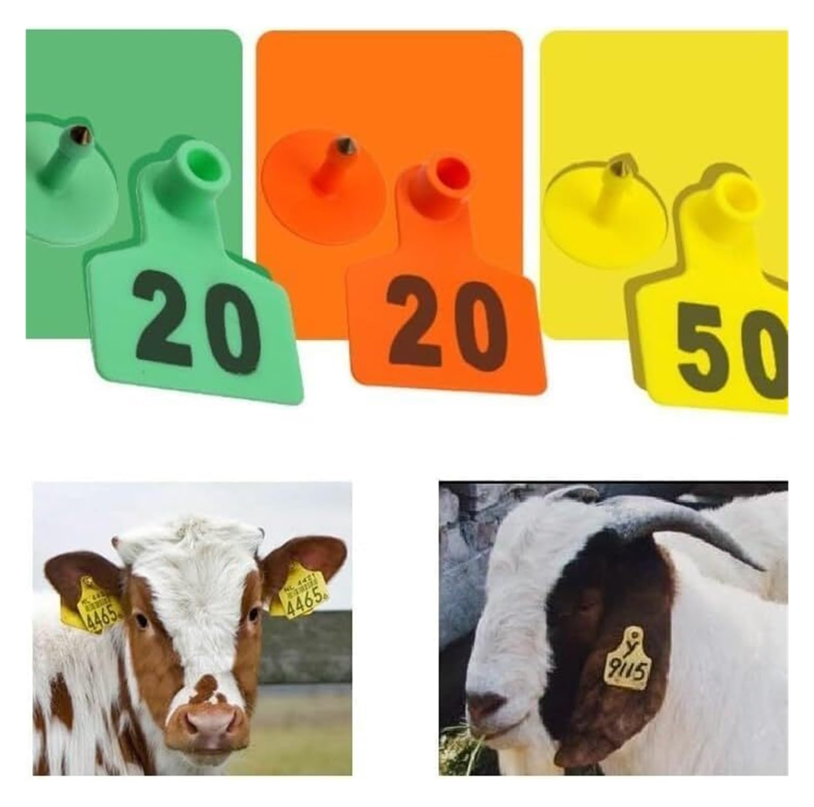 Plastikowy kolczyk do uszu bydlęcego inwentarza | Wielokolorowe kolczyki z numerami 001-1000 dla bydła(Green,101-200)