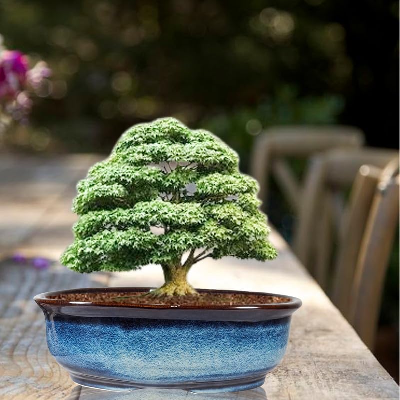 Lasaki Terratone Big Multi Ceramic Pots for Indoor Plants,Bonsai,Planters,gamla,Outdoor,Balcony,Home,Garden,Office Decor,Succulent(L - 43.5 X W - 27 X H - 15 cm)(Plants not Included) (B0DCS6WRM4) Amazon Price History, Amazon Price Tracker