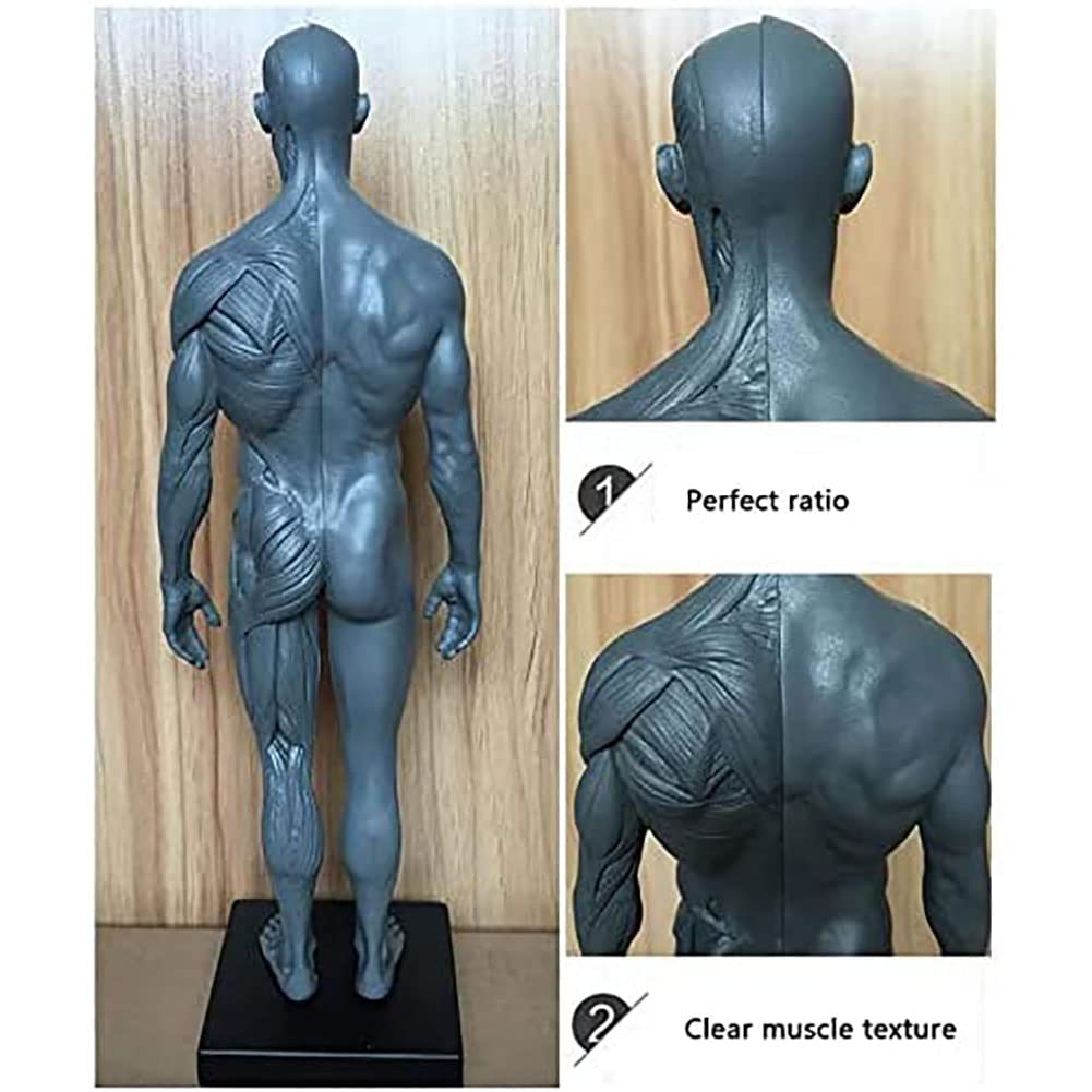 Anatomia del Corpo Umano Figura, Muscolo Maschio Donne Umano Scheletro Modello Anatomico, Anatomico Umano Muscolare Bone Modello, Riferimento per L'artista, 30 cm, 2 Pezzi