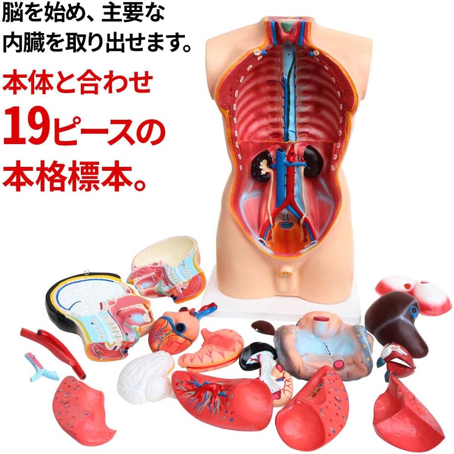 Amazon 人体解剖模型 上半身 85cm 3 4スケール 標本 リアル造形 フィギュア 医療従事者 解剖学 内臓取り出し可能 19ピース フィギュア ドール 通販