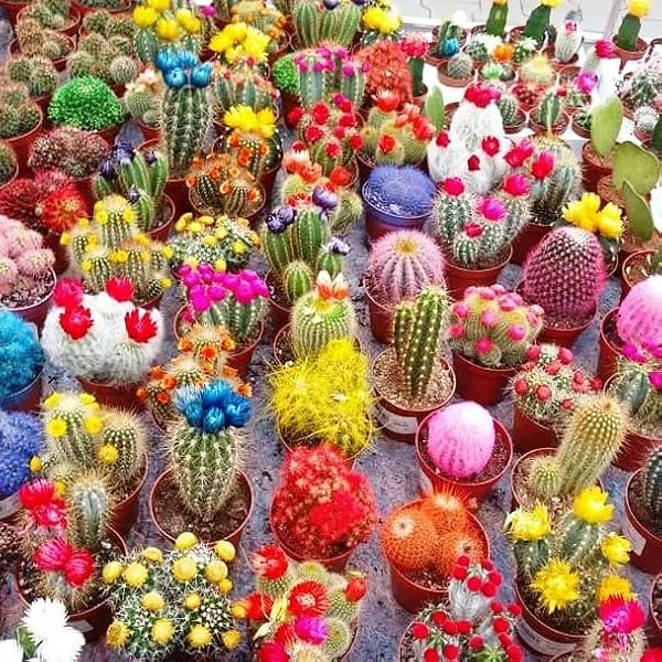SeedsUP - 25+ Cactus Cacti Succulent - Flower Mix - 3