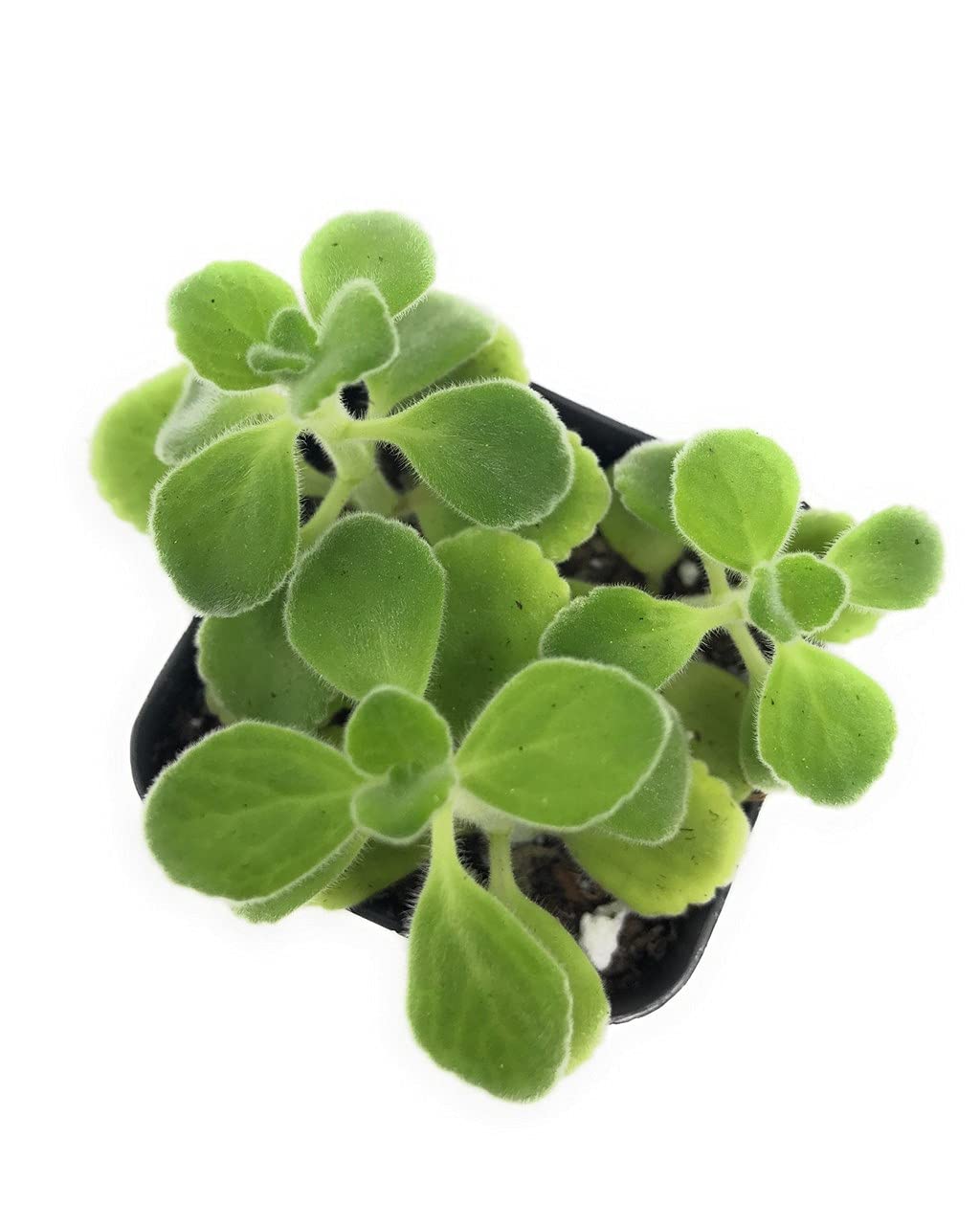 Creative Farmer Relaxing Methanol Fragrance Plants For Home Gardening Vicks Plant (Healthy Live Plant) (B09HCRDZXZ) Amazon Price History, Amazon Price Tracker