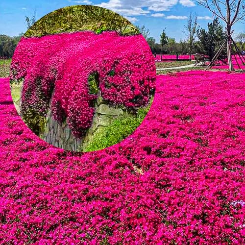 Winterharte mehrjährige，Viele Farben Thymian，Einfach zu Pflegen，Aromatisches Bodendeckerwunder Für Garten Und Balkon (Rot)