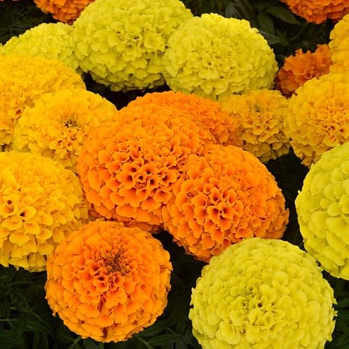 Outsidepride Tagetes Erecta Taishan - Mezcla de semillas de flores de jardín africano 100 semillas