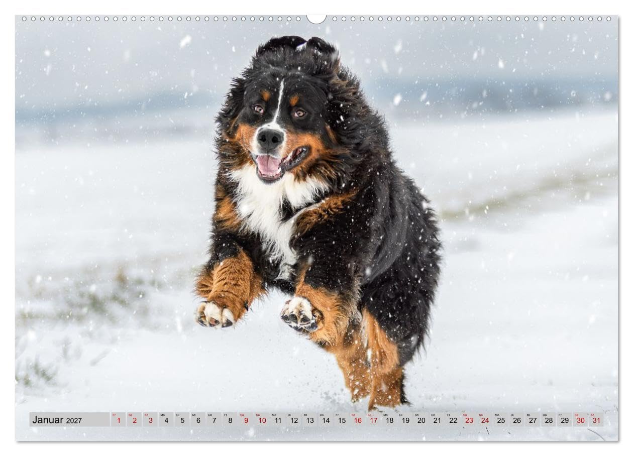 CALVENDO - Berner Sennenhunde - Mit jedem Blick ein Stück Geborgenheit (Wandkalender 2027 DIN A2 quer), Monatskalender: Bilder die Herz und Seele berühren