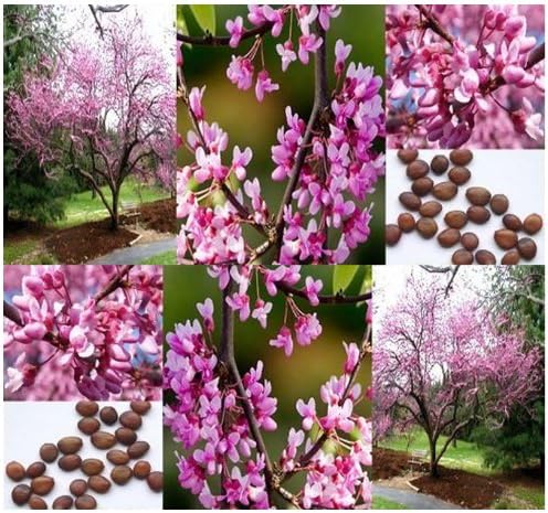 20 semillas de árbol Redbud oriental  Cercis Canadensis muy resistentes al frío Z. 4-9  Hermosas flores rosadas  por Myseeds.Co