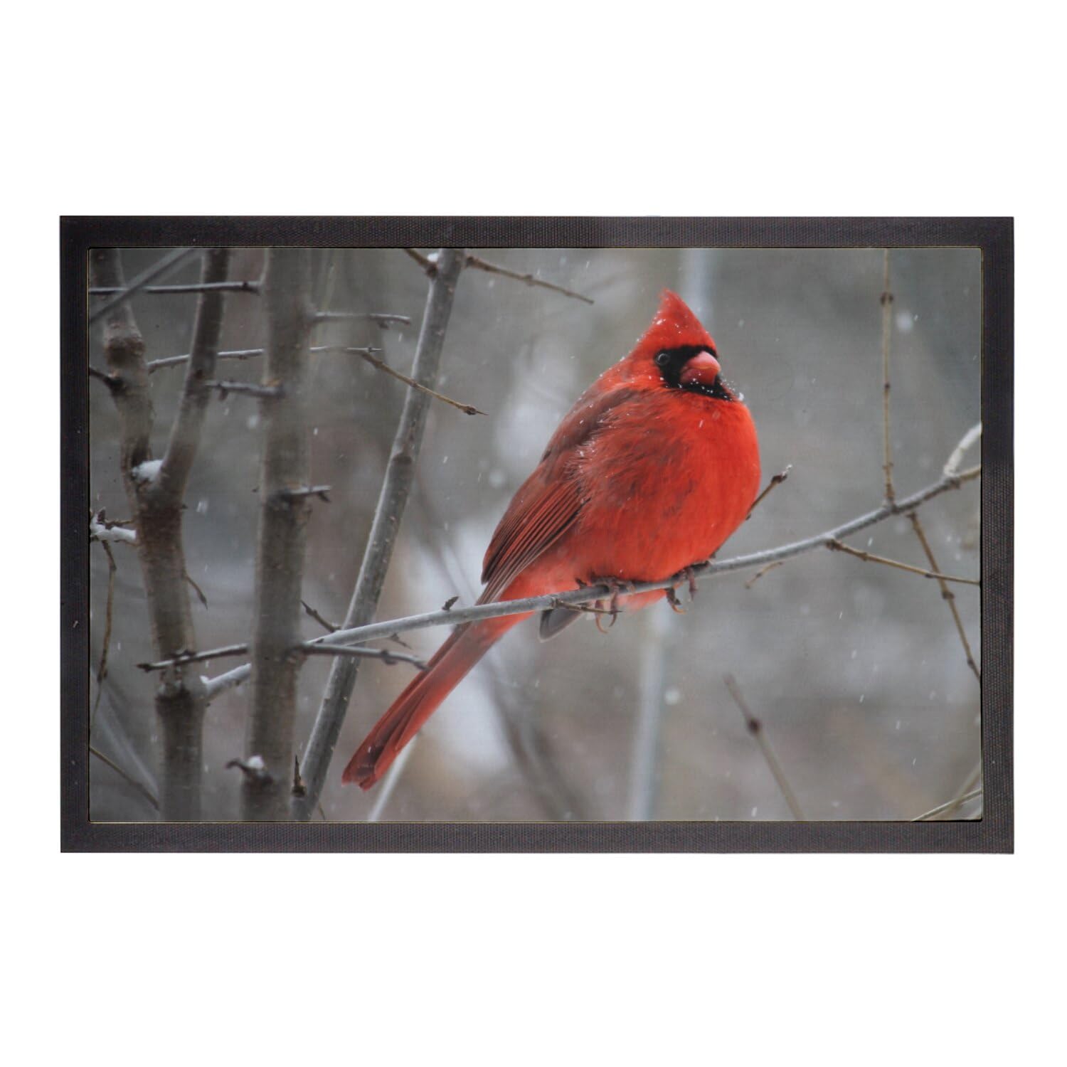 Fabulous Fußmatte Kardinal rot auf dem Zweig Vogel wild Schnee Winter – Maße: 75 x 50 cm