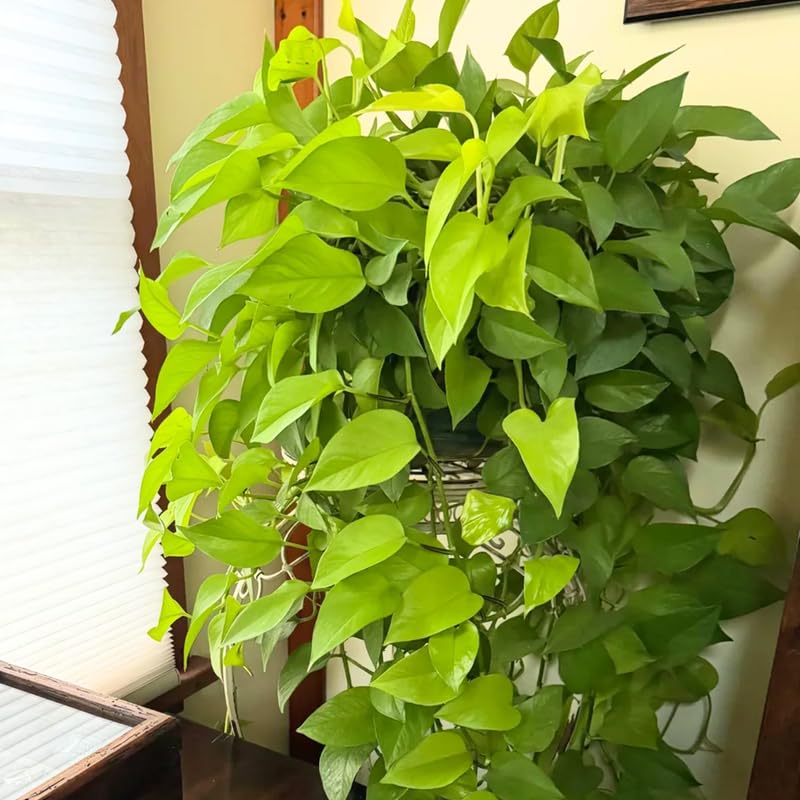 Amazon.com : Neon Pothos Plant, Live Pothos Plant, Variegated Pothos Plant,  Pothos Vines Plant 4 Inches Potted House Plant Indoors Live, Indoor House  Plant : Patio, Lawn & Garden