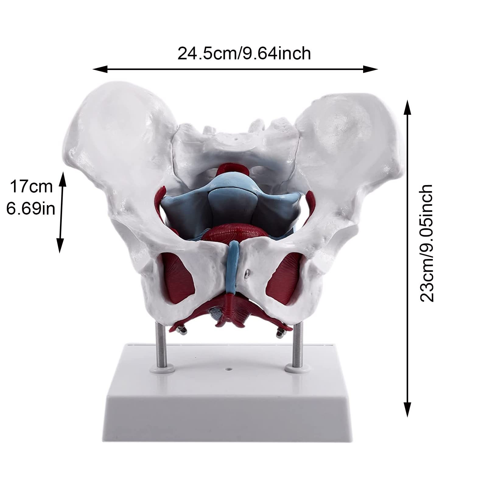 Anatomiczny Model Miednicy Żeńskiej Z Wymiennymi Narządami, Model Szkieletu Miednicy Żeńskiej Naturalnej Wielkości Do Szkolnego Wyświetlacza Medycznego