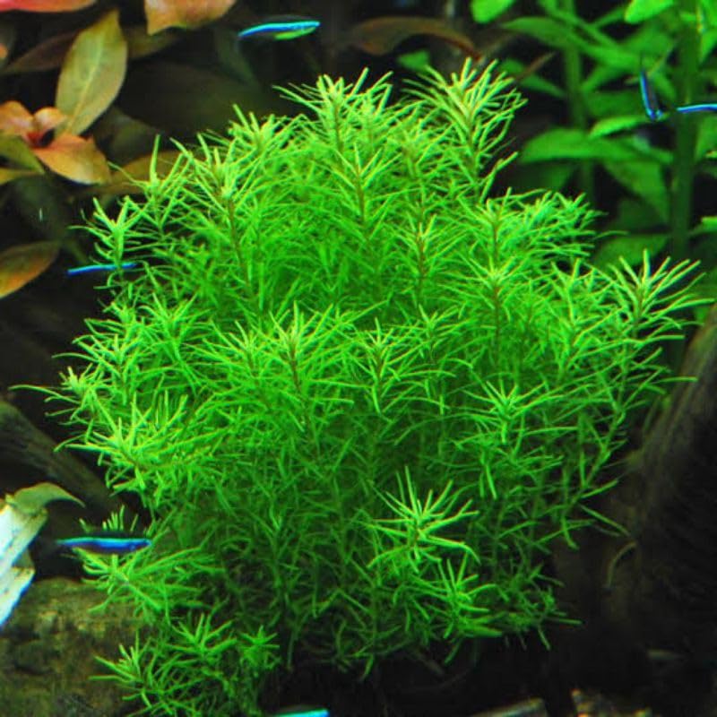 Aquarium live floating plants hornwort Pack of 6 (B0CRPHXK69) Amazon Price History, Amazon Price Tracker
