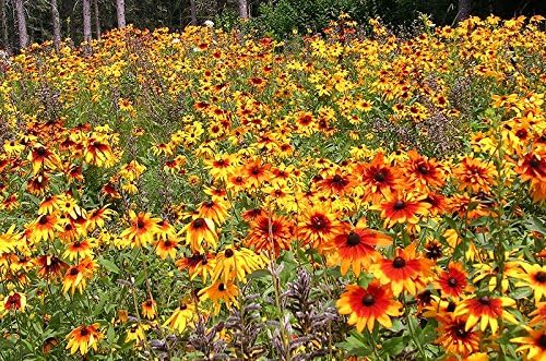 Miniatura 8 de Más de 300 semillas de flores Gloriosa Daisy Rudbeckia Hirta, Susan de ojos negros, bienal, hermosas, de Estados Unidos