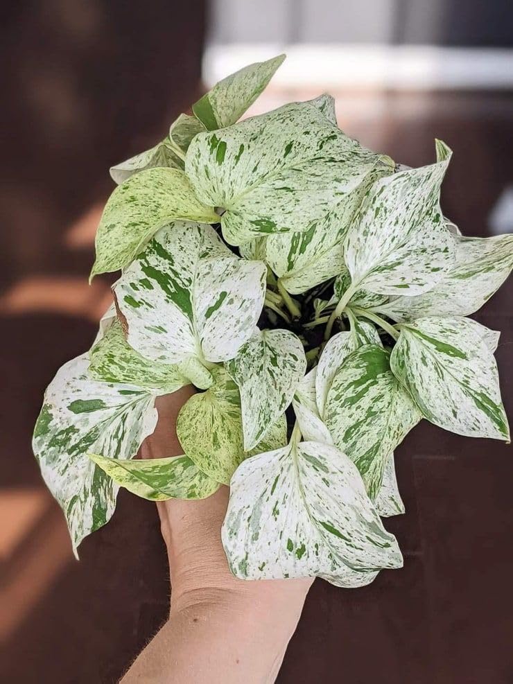 Snow Queen Pothos Live Indoor Plant with Pot (Pack of 1) | Premium White Green Variegated Money Plant | Low Maintenance Houseplant-image-39