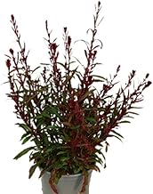 Natural Gaura, 30-40 Perennial Plant with light pink or white flowers, resembling butterflies in the wind. Segura Garden.