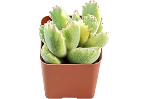2" Rare Succulent Variegated Bear's Paw, Live Succulents Plants for Sale