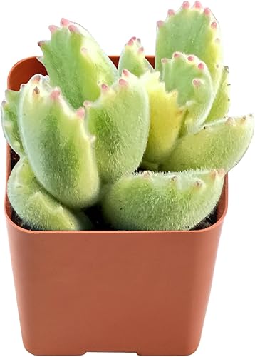 Rara pata de oso abigarrada de 2 pulgadas, plantas suculentas vivas totalmente enraizadas en macetas de cultivo con tierra, regalo único, para