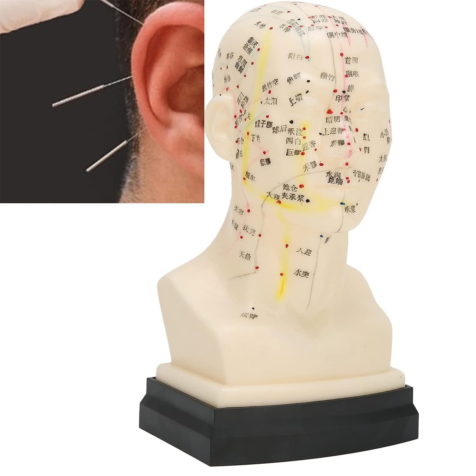 Modèle d'acupuncture de la tête, outil d'apprentissage de l'acupuncture humaine, outil d'enseignement Clair de la médecine pour Des Points d'acupuncture précis