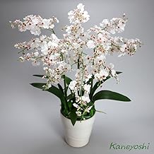 胡蝶蘭 造花 光触媒 花 ギフト プレゼント 鉢植え 鉢 オンシジューム ホワイトレッド 6本立て 【ギフトラッピンク・ギフトカード対応】