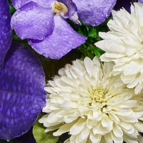 Fiora Flower | Long Lasting Orchids| Lasts Up To 5 Years | No Water Need | Allergy Free | Odor Resistant | Unique Present Gift #TOP3