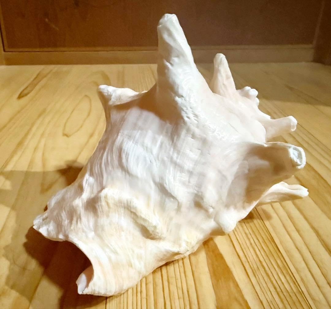 古代桃色法螺貝（ピンク貝）法螺貝 ほら貝 ホラガイ 大型肉厚古代桃色