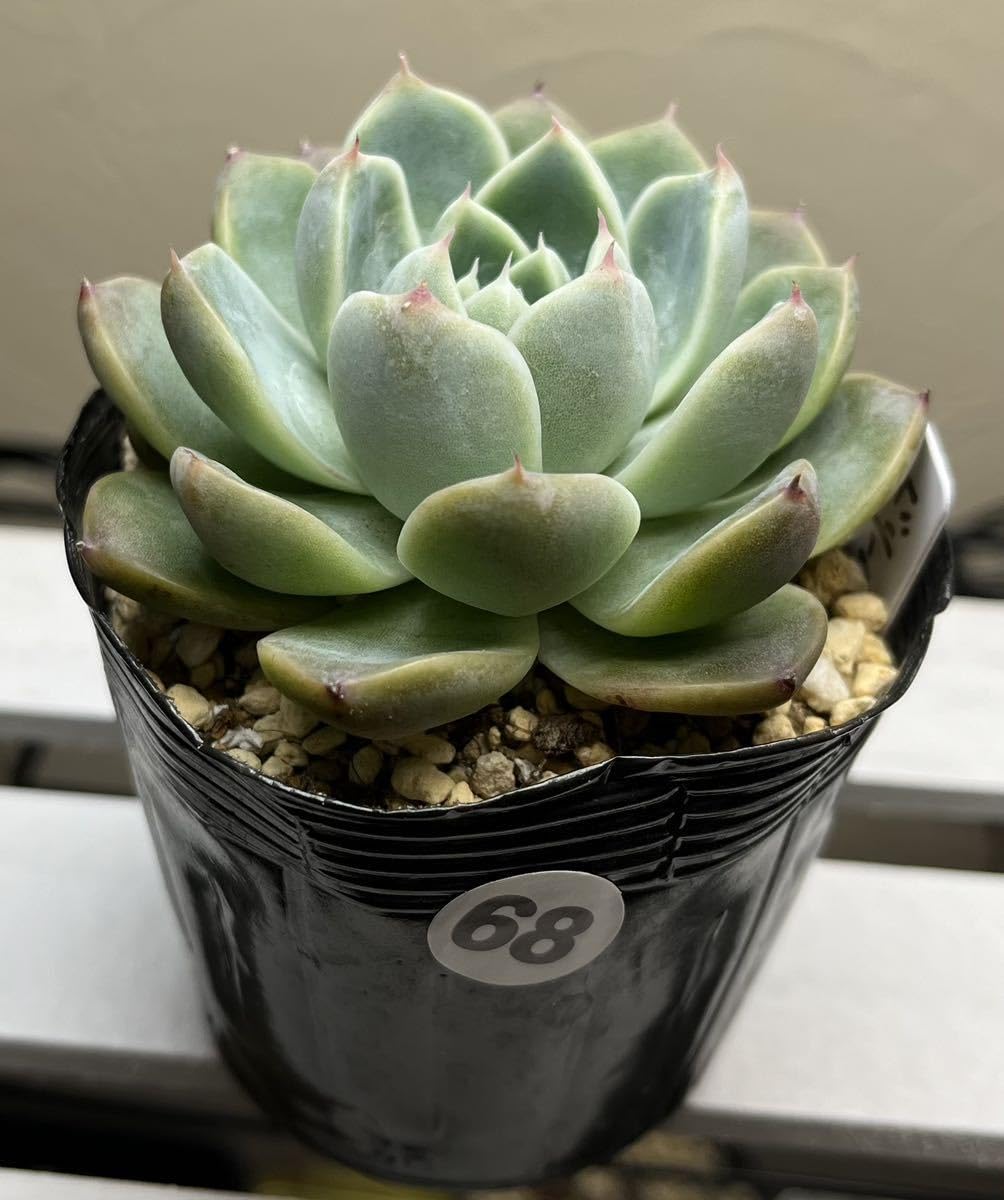 Amazon.co.jp: エケベリア 多肉植物 「68ドリームスーツ」 : ホーム