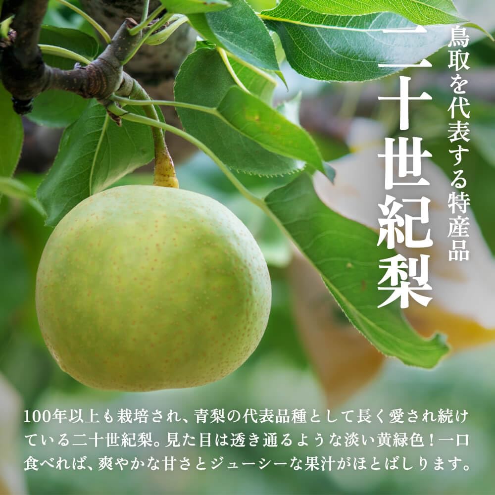 進物　２箱セット　新甘泉 １０キロ 新甘泉（しんかんせん）「JA鳥取オリジナル品種」【青秀】約2kg