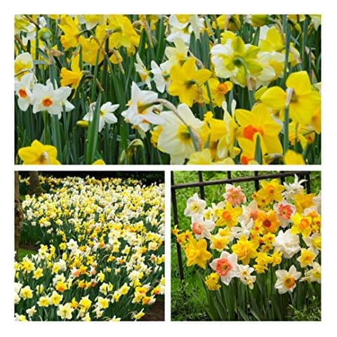 Daffodil Mixed Flower Bulbs by Humphreys Garden Cover